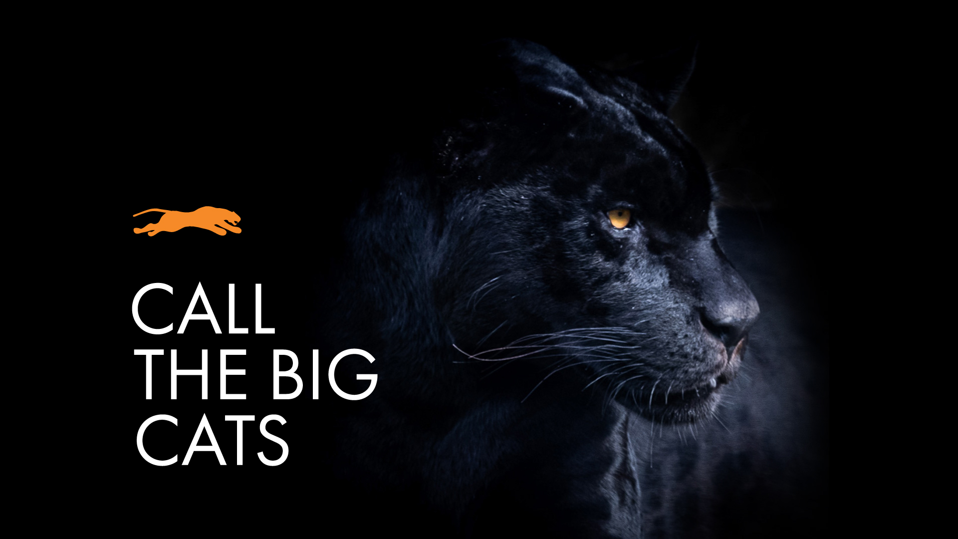 The Panther Companies Positioning